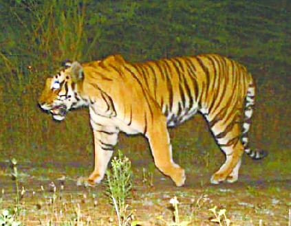 The tigress seen in camera again, strategy will be decided to catch today