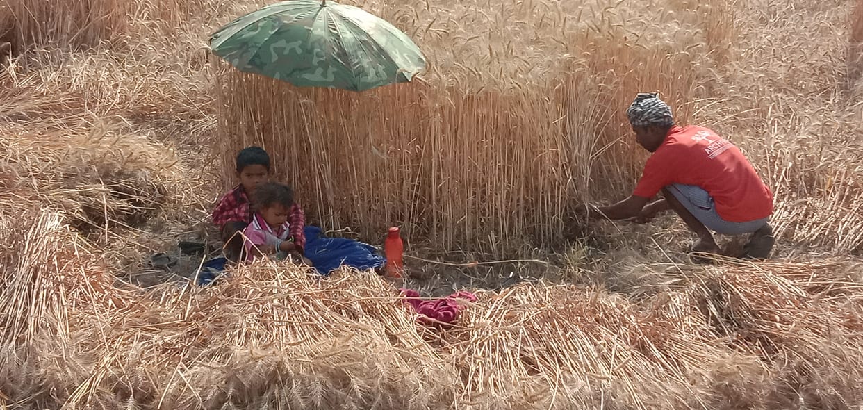 Due to relaxation in lockdown, farmers started harvesting wheat