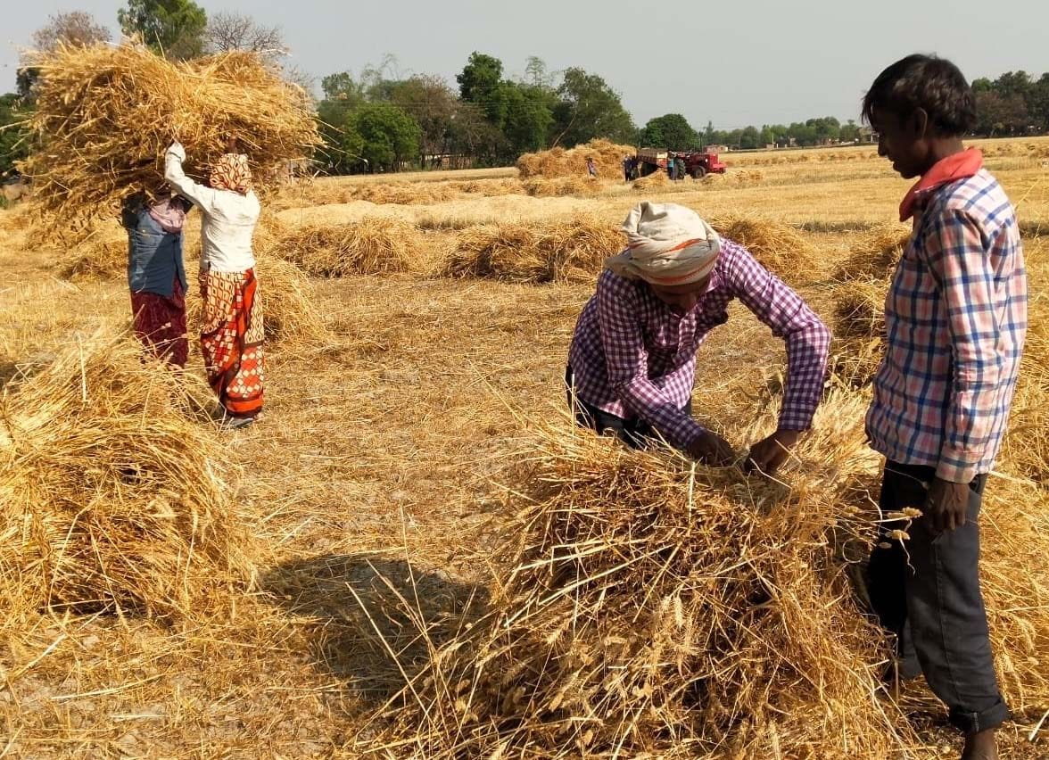 Wheat crop damaged due to rain and storm