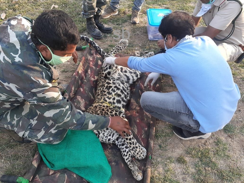Leopard trapped on Neem tree