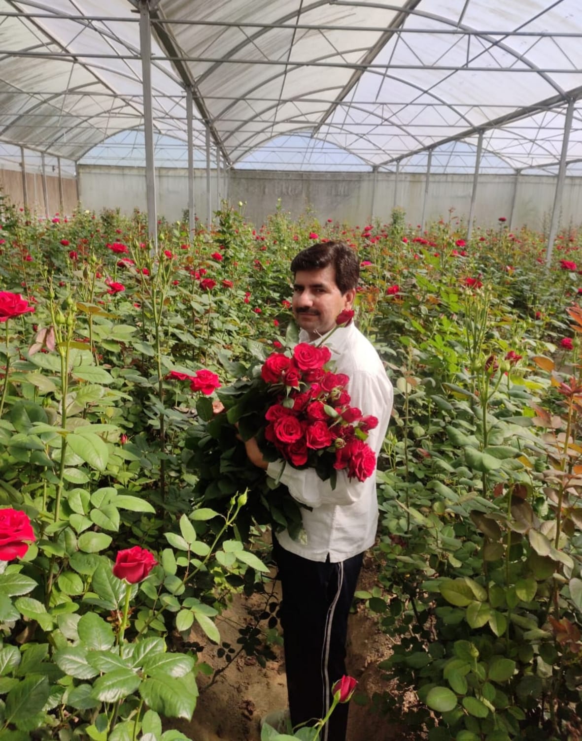 Three and a half million roses were burnt