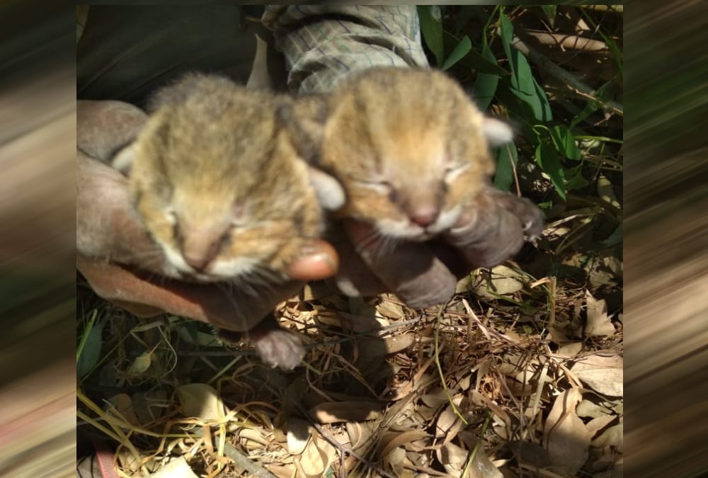 Four Wild kittens found in jashpur Sugarcane Field, Public told them Leopard Cub , photos