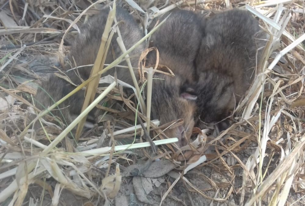 Four Wild kittens found in jashpur Sugarcane Field, Public told them Leopard Cub , photos