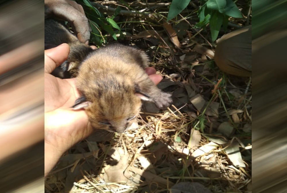 Four Wild kittens found in jashpur Sugarcane Field, Public told them Leopard Cub , photos