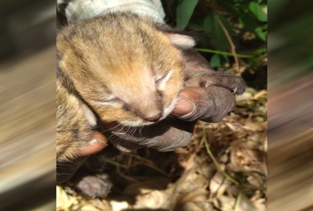 Four Wild kittens found in jashpur Sugarcane Field, Public told them Leopard Cub , photos
