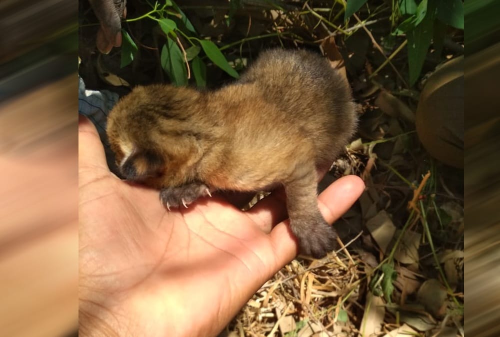 Four Wild kittens found in jashpur Sugarcane Field, Public told them Leopard Cub , photos