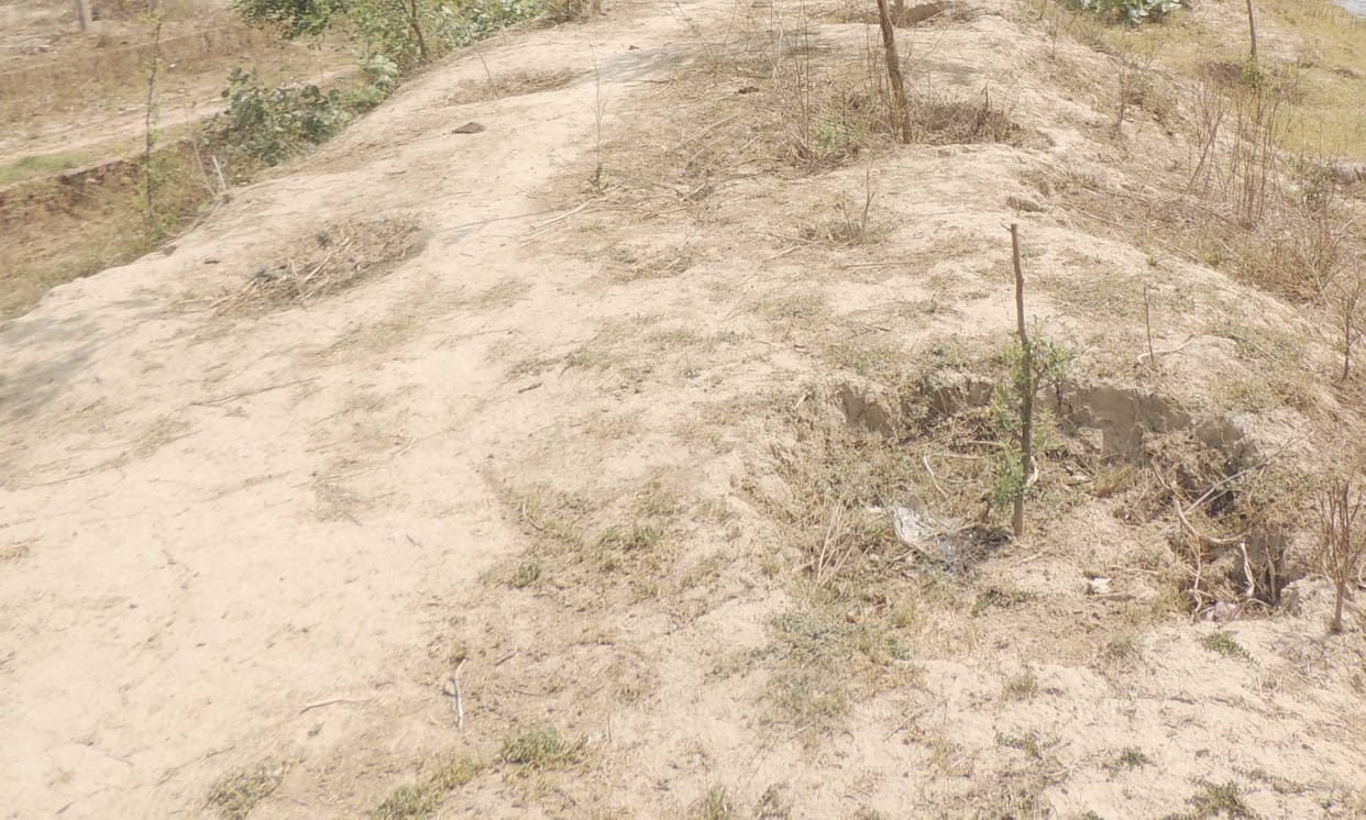 Where did Bhadohi's 28 lakh plants go