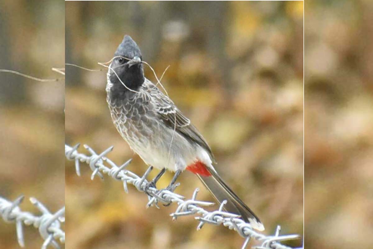 World earth day: Birds and animals returned to city amid lockdown in meerut