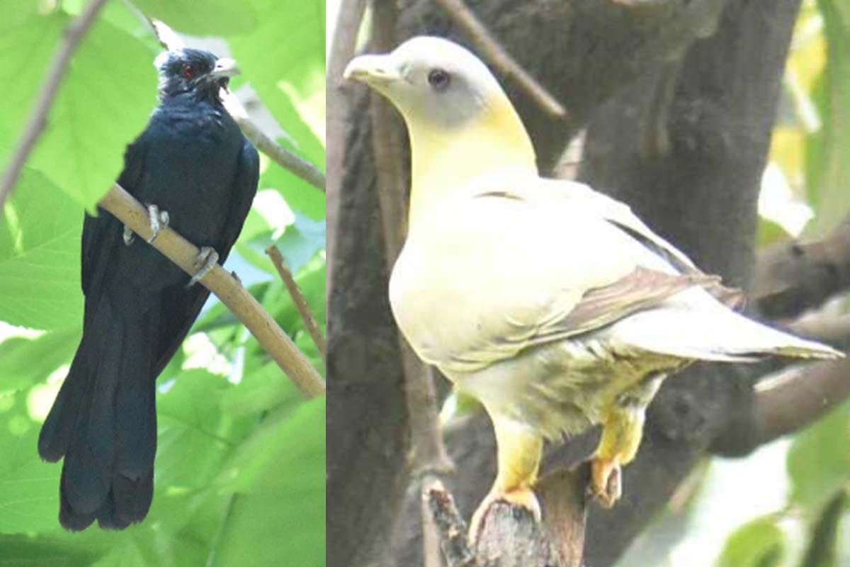 World earth day: Birds and animals returned to city amid lockdown in meerut