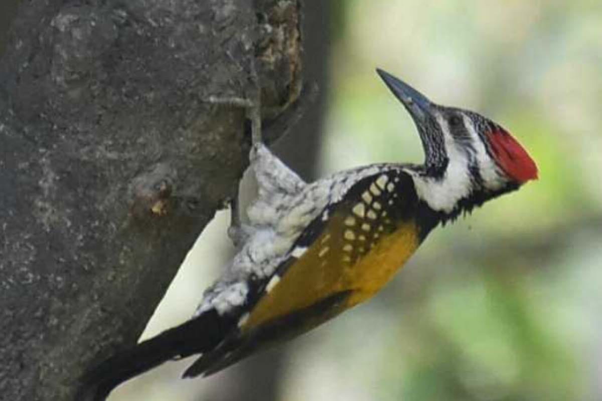 World earth day: Birds and animals returned to city amid lockdown in meerut