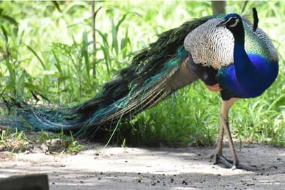 World environment day 2020 coronavirus our environment and nature