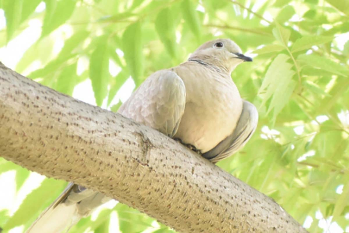 assam mystery of jatinga valley bird suicide point
