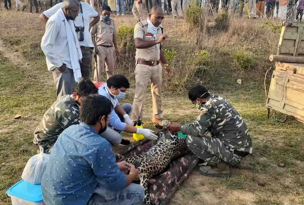 Leopard climbed Neem tree for hunting