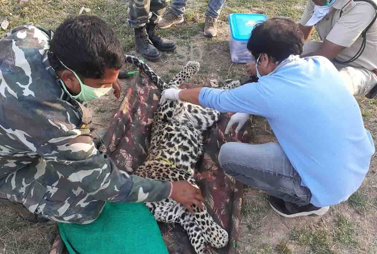 Leopard climbed Neem tree for hunting