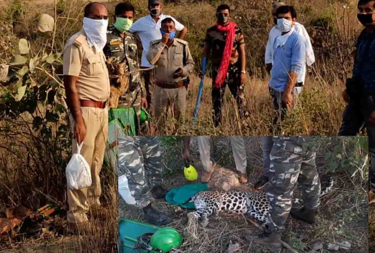 Leopard climbed Neem tree for hunting