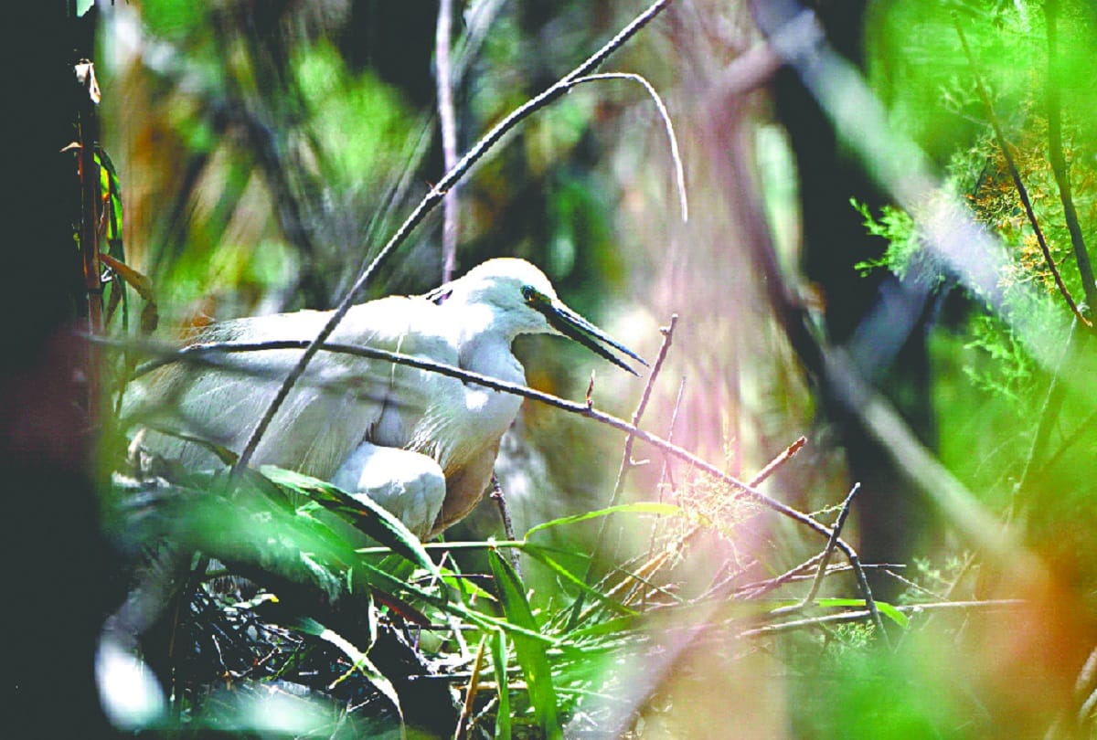Hummingbird will be heard even after lockdown in delhi