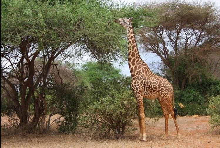 top-100-giraffe-animal-in-hindi-lestwinsonline