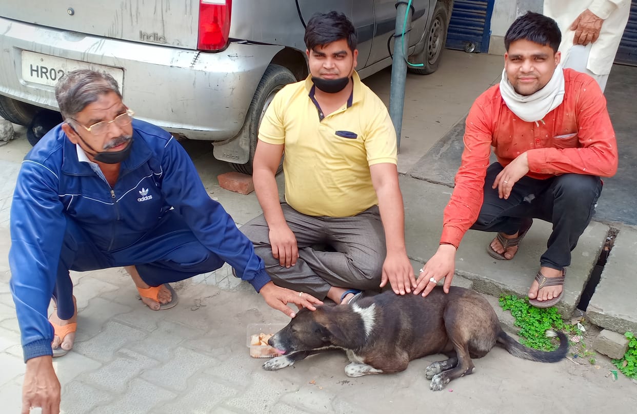 Be a support for destitute animals