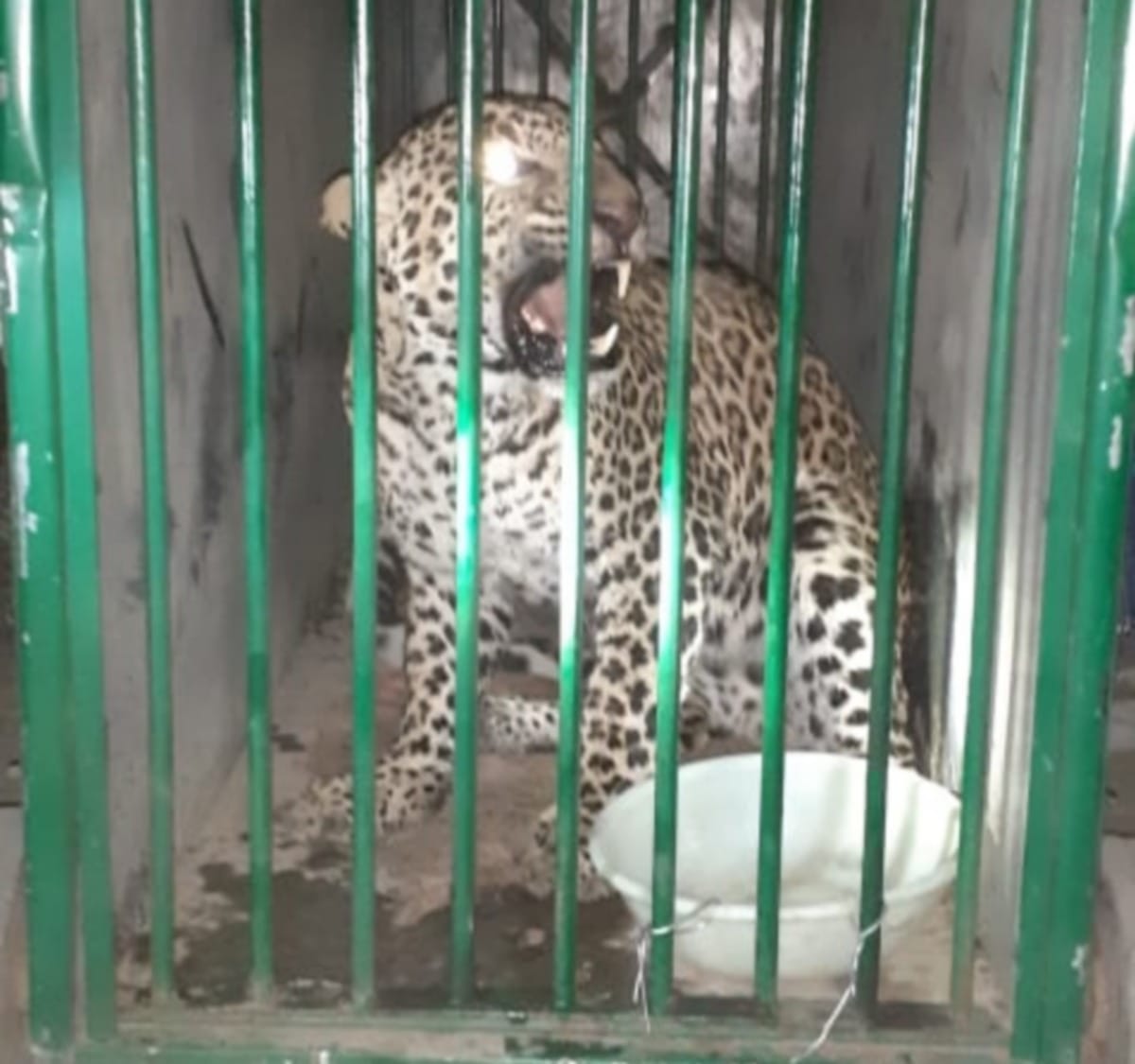 Ghazipur: Leopard released in Madhavliya forest of Maharajganj after health test