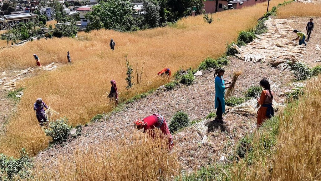 Wheat Cuting in Bageshwar