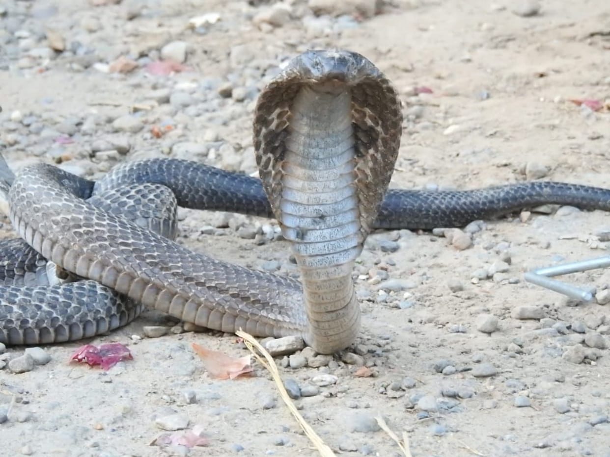Cobra came out of PU's quarter