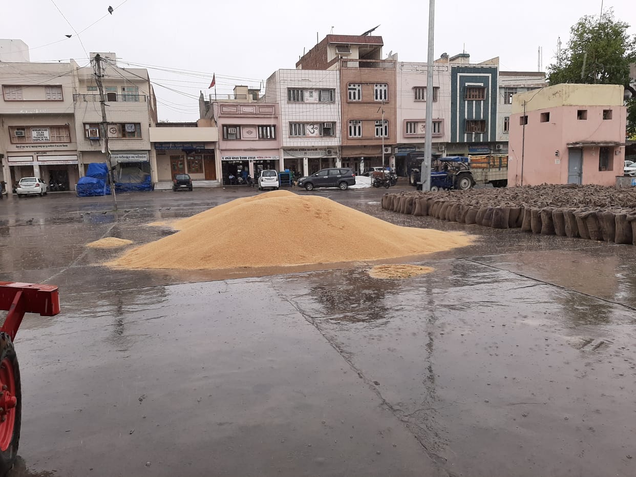 wheat drenched by rain