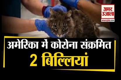2 cats infected coronavirus in america in Newyork