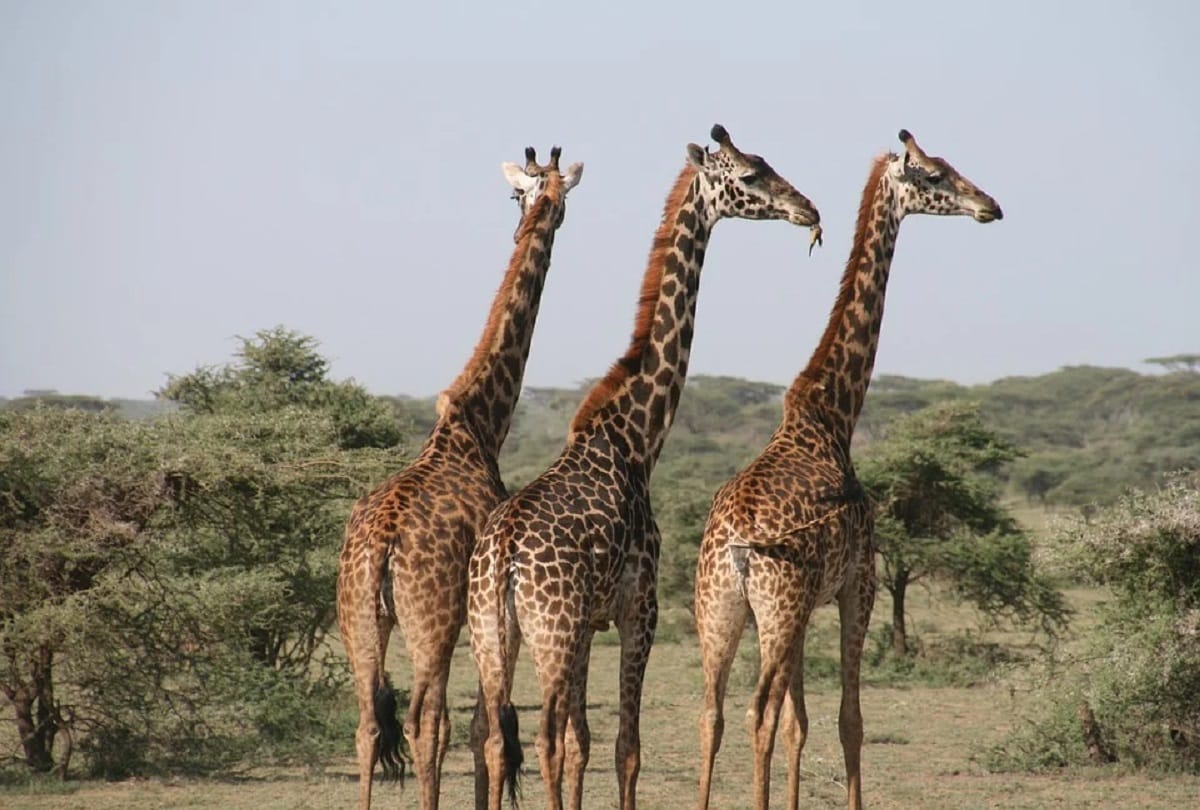 why giraffe has a long neck Interesting facts about this Animal