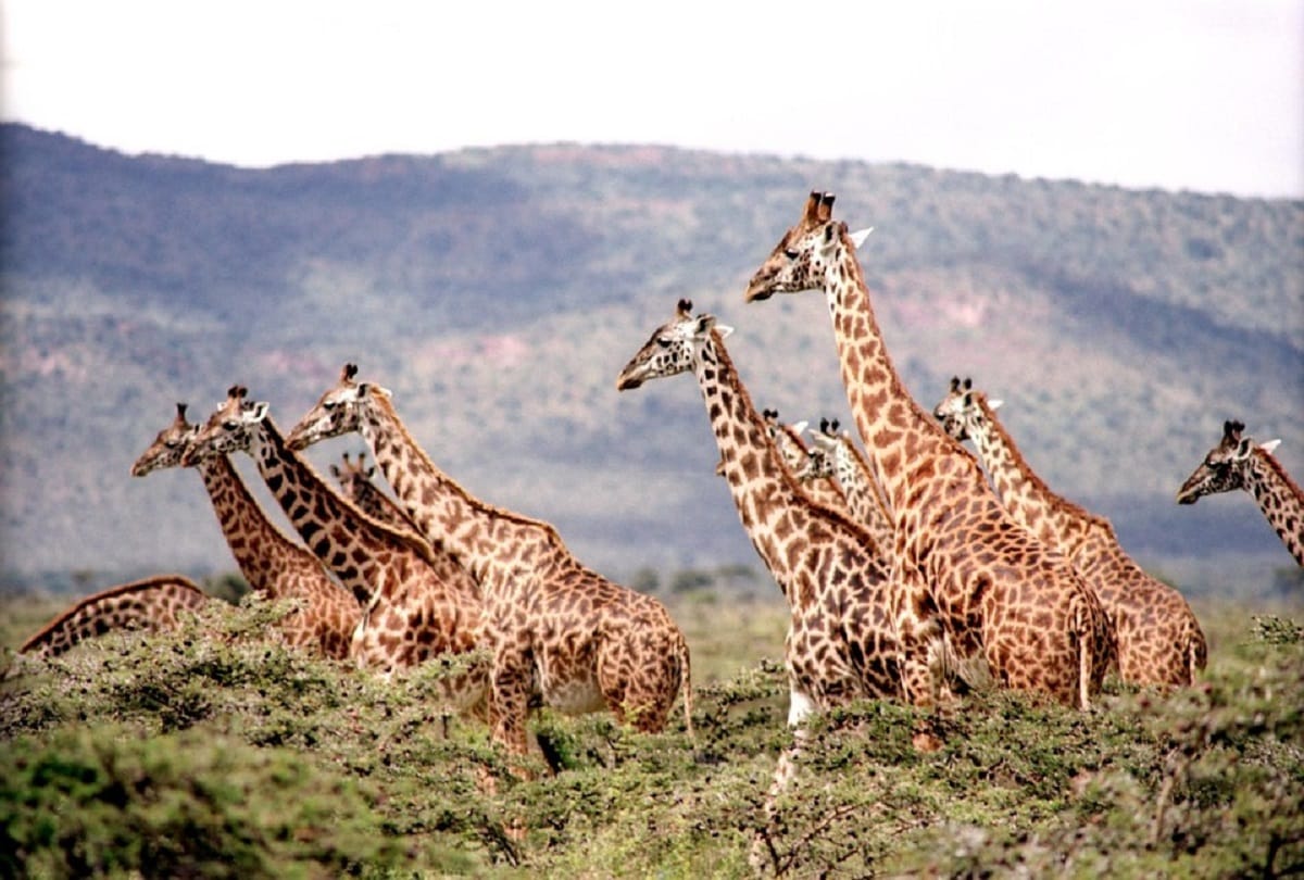 why giraffe has a long neck Interesting facts about this Animal