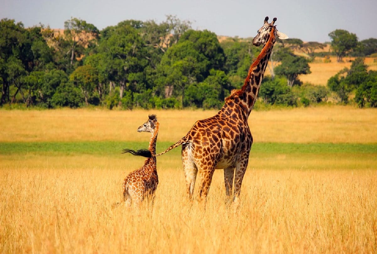 why giraffe has a long neck Interesting facts about this Animal