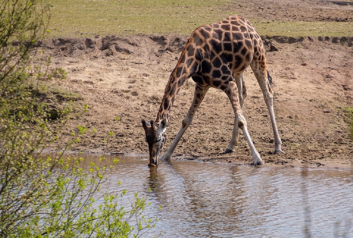 Delhi Zoo may get giraffe from Kolkata