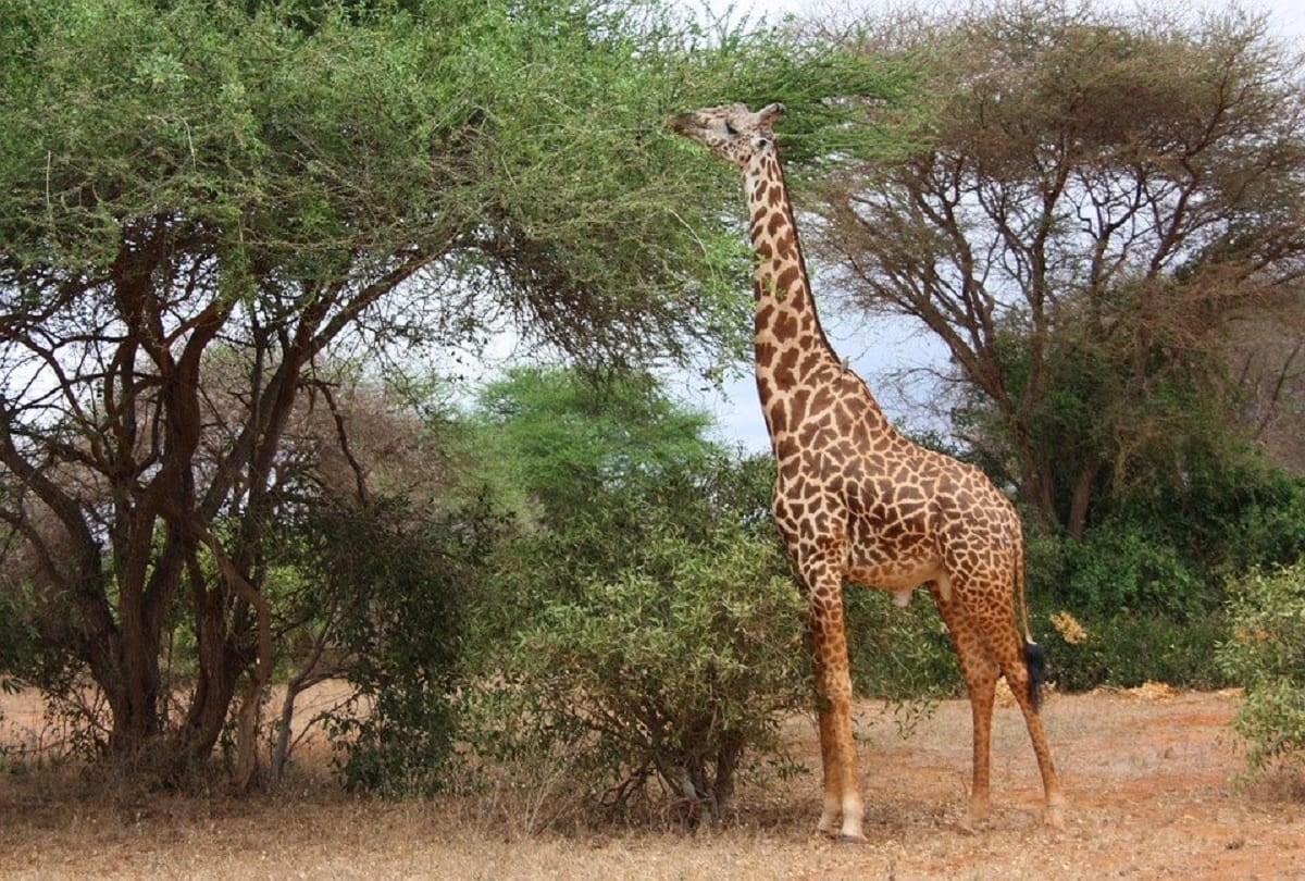 why giraffe has a long neck Interesting facts about this Animal