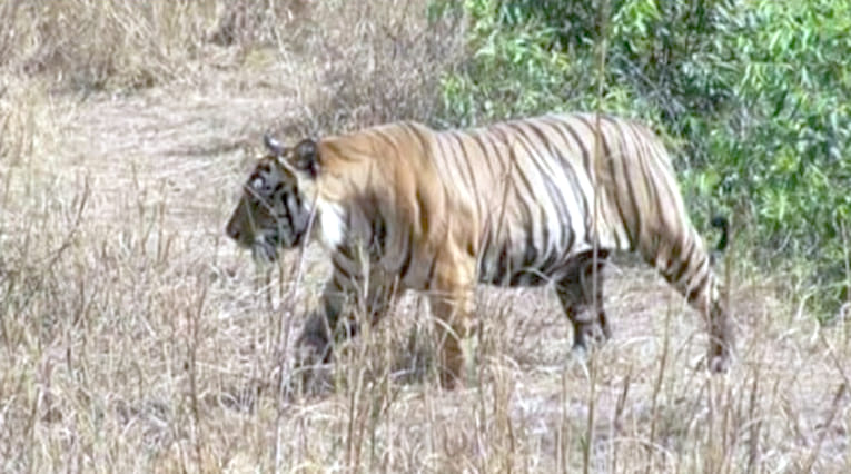 The tigress roaming in the area, panic