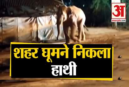 WATCH WILD ELEPHANT CREATES PANIC AMONG LOCALS IN WB’S JHARGRAM