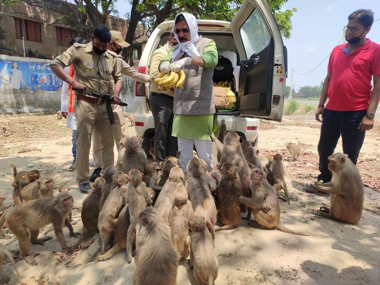 mp vinod sonkar gave fruits to monkeys