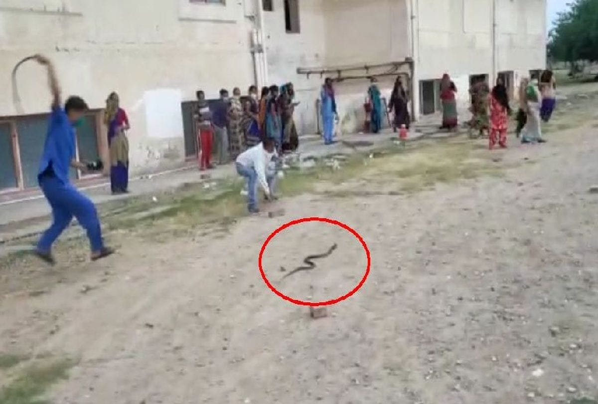 Snake In Quarantine Center Agra Update News