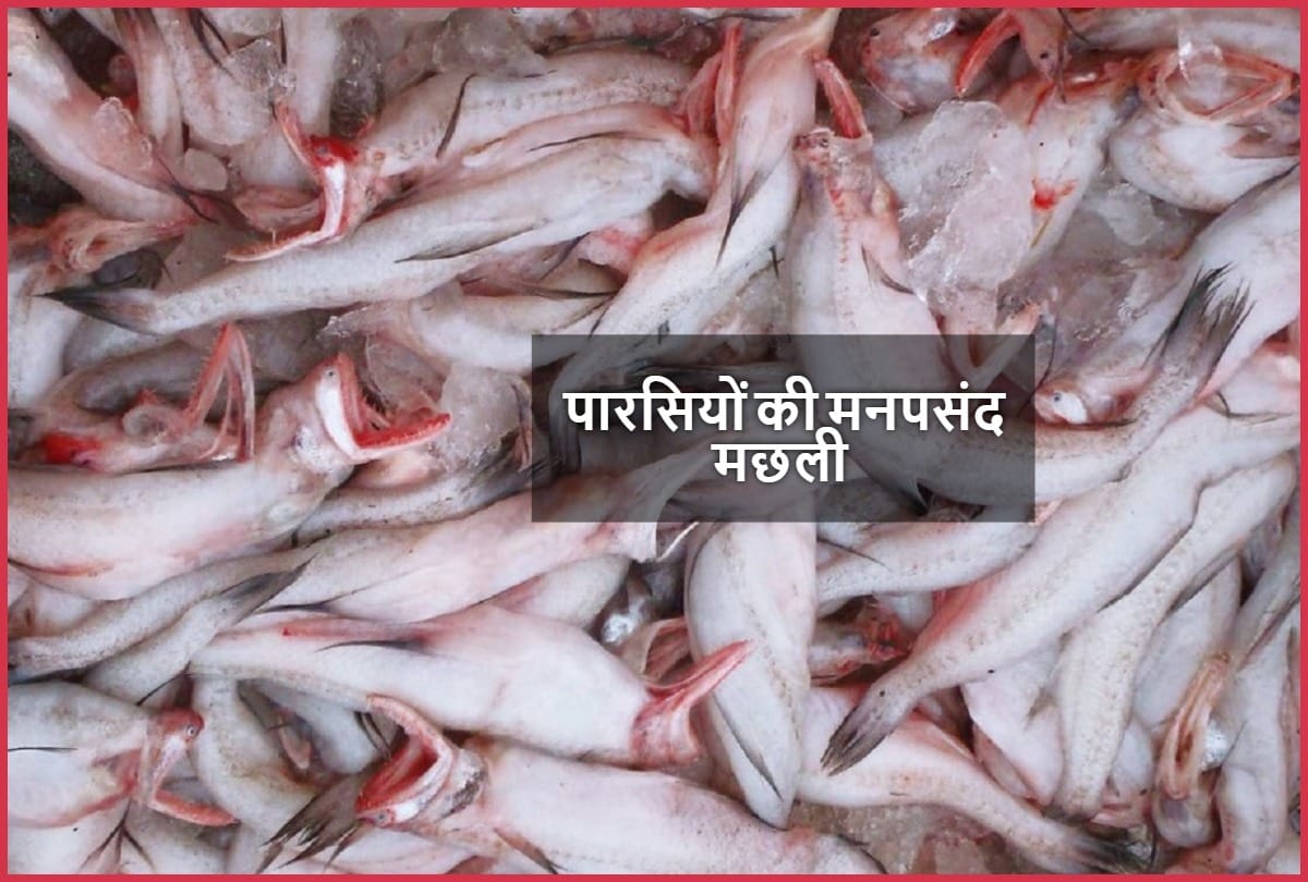 Indias brilliant Bombay duck is actually a fish, and the root of its curious name is a great mystery