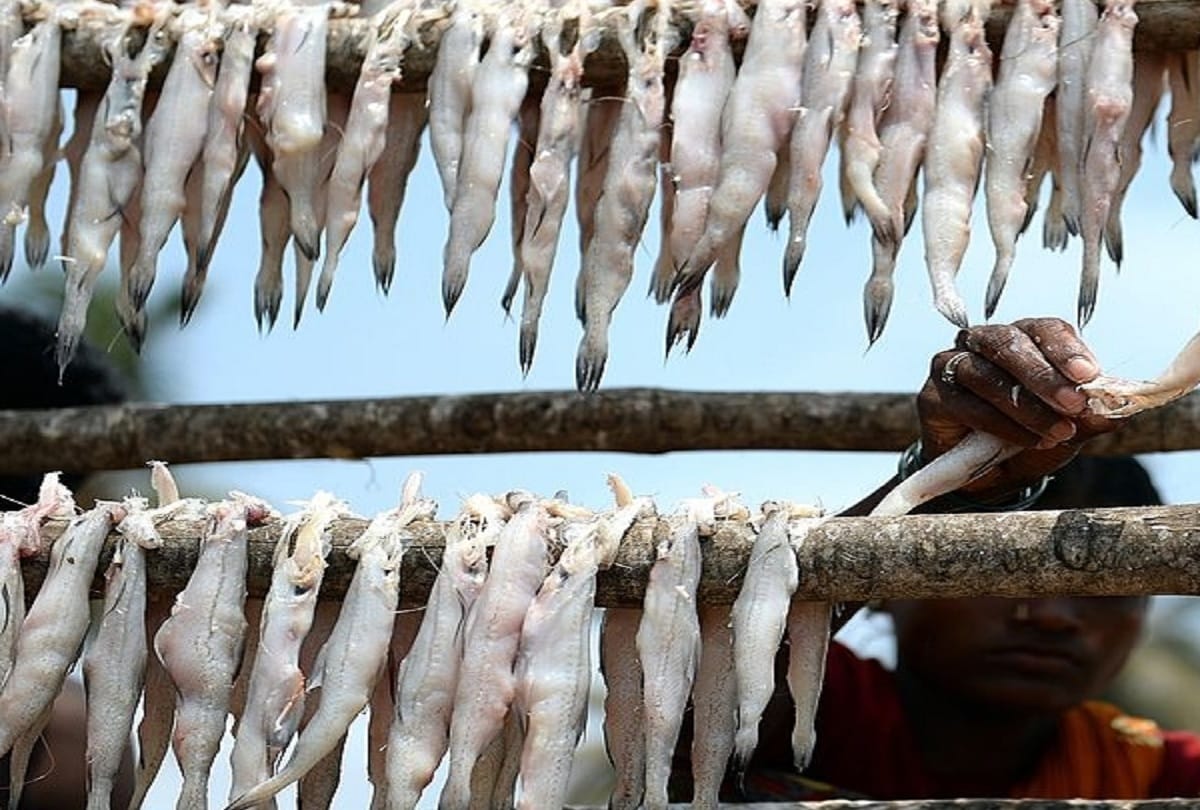 Indias brilliant Bombay duck is actually a fish, and the root of its curious name is a great mystery