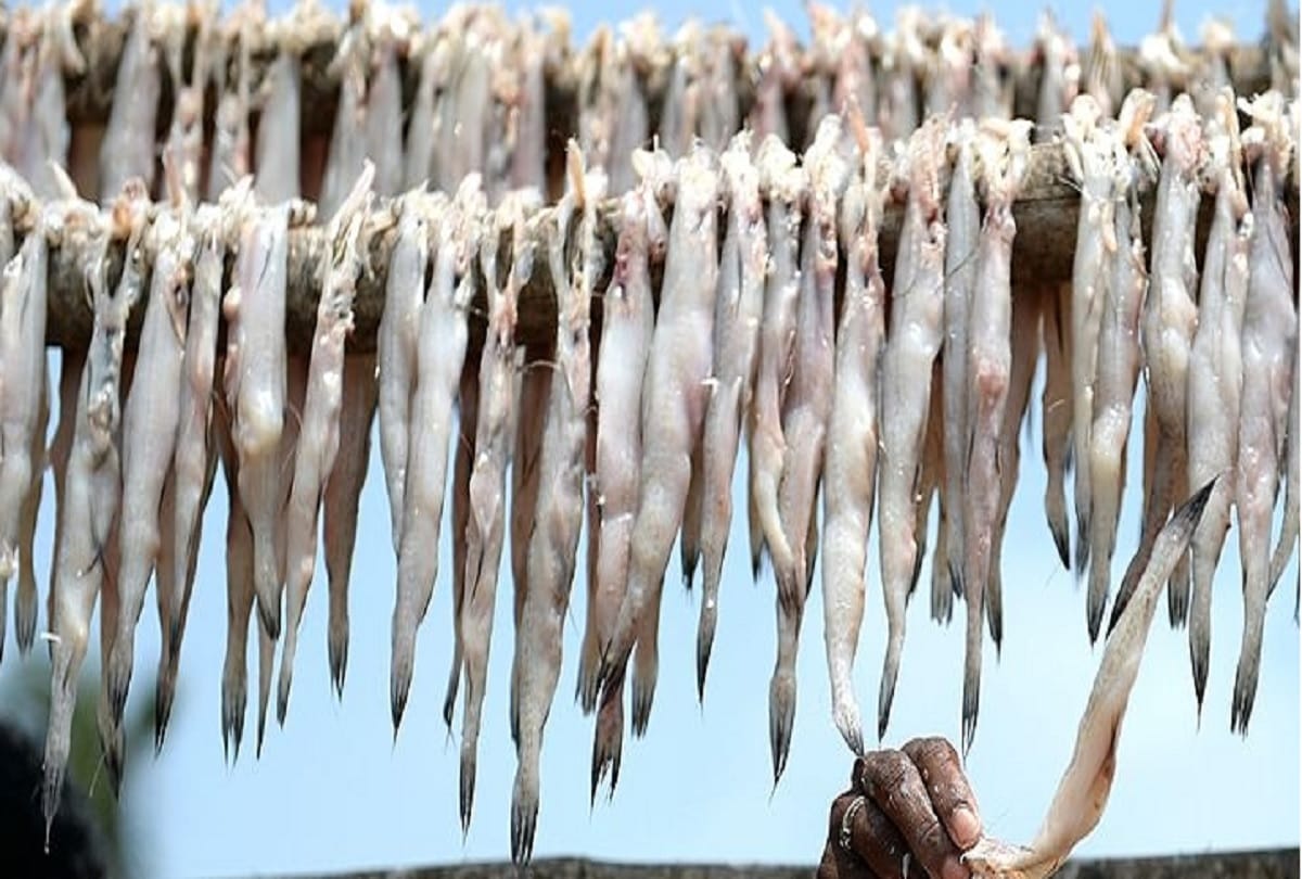 Indias brilliant Bombay duck is actually a fish, and the root of its curious name is a great mystery