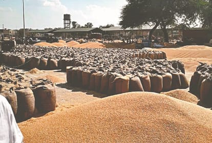 Ground Report Farmers in trouble Delay in procuring wheat will give pain even further