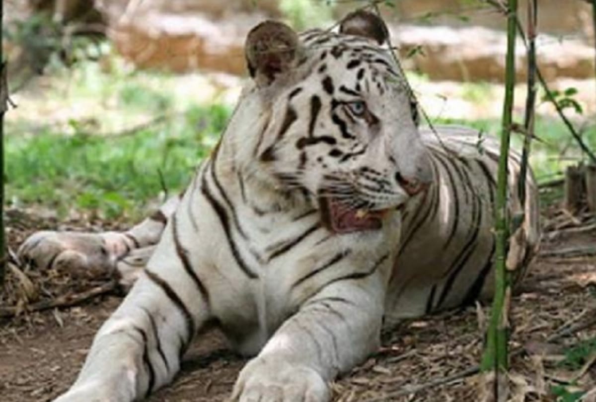 white tigress Kalpana died in zoo