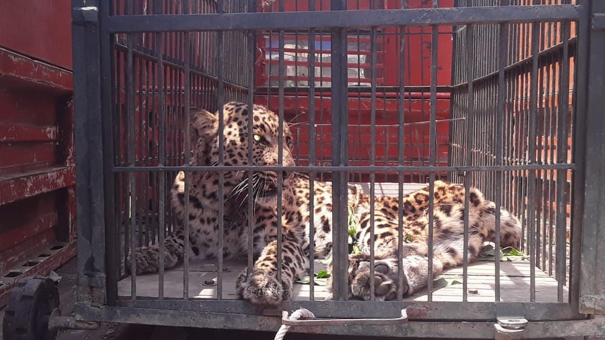 Leopard injured due to hunger