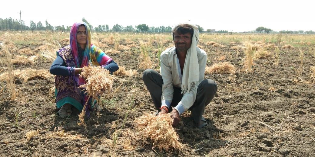 Crops ruined due to rain with strong wind