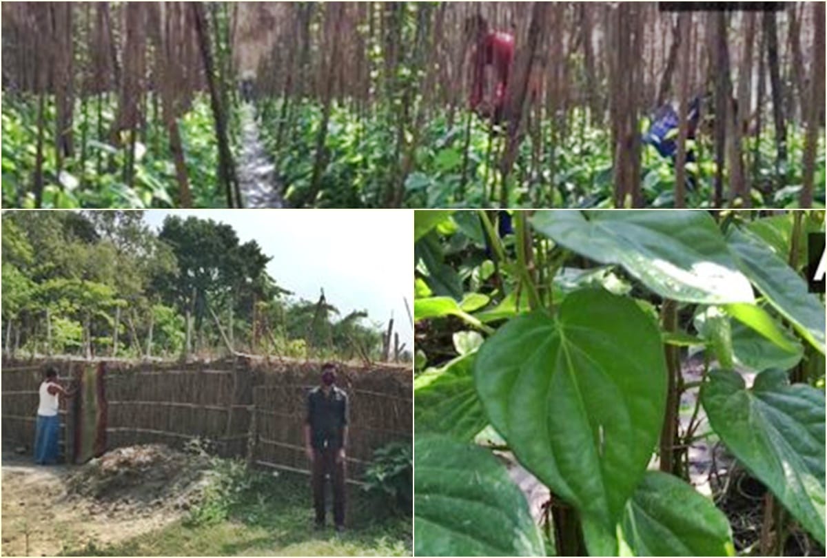 Astro Tips Paan Ke Patte Ke 6 Upay Band Kismat Kholne Ke Upay News in Hindi