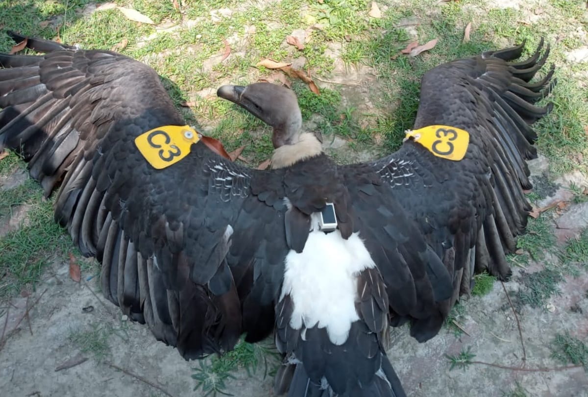 Vulture caught with Chip at Kushinagar