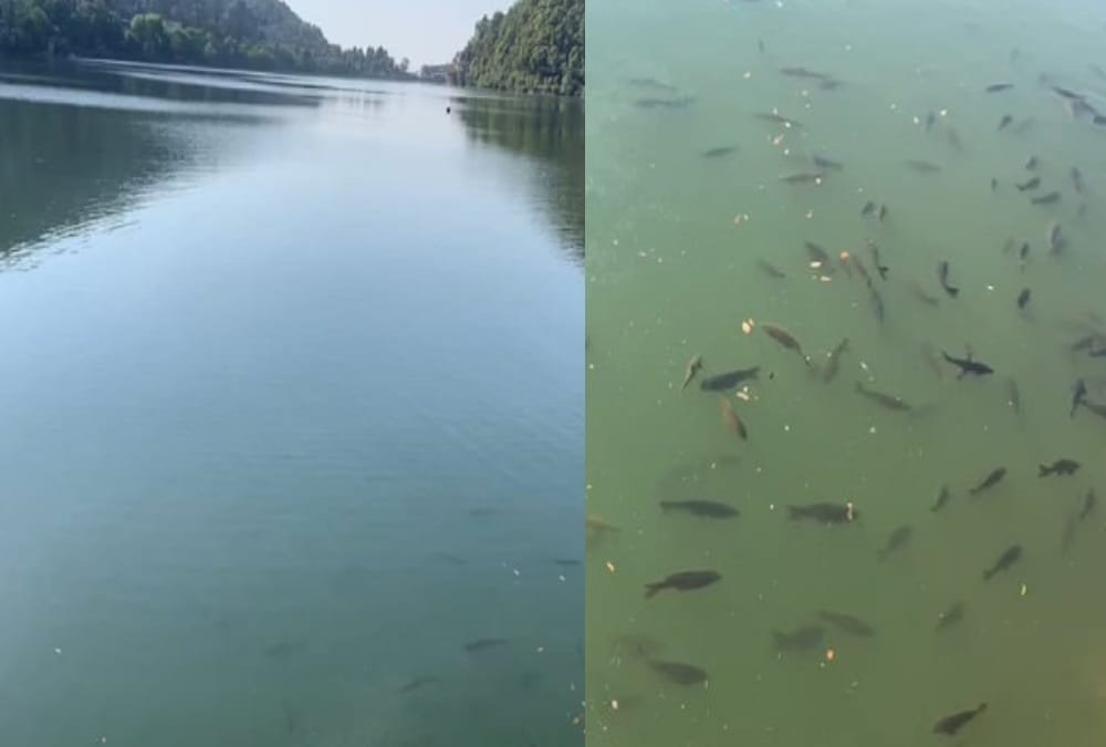 Lockdown Uttarakhand: Naini Lake water Very clean, Fishes see even 20 feet down in water