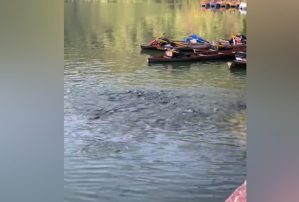 Lockdown Uttarakhand: Naini Lake water Very clean, Fishes see even 20 feet down in water