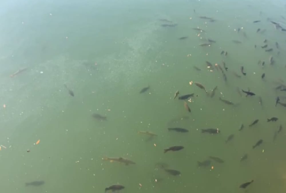 Lockdown Uttarakhand: Naini Lake water Very clean, Fishes see even 20 feet down in water