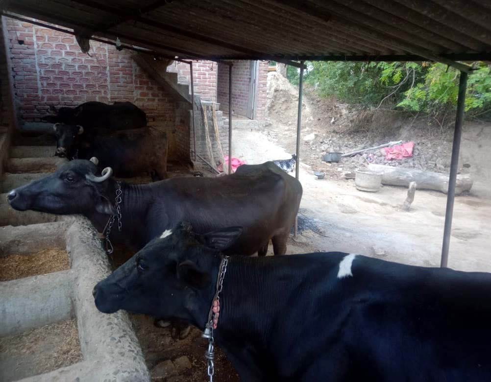 lokadaun: bhookh aur pyaas se tadap rahe govansh