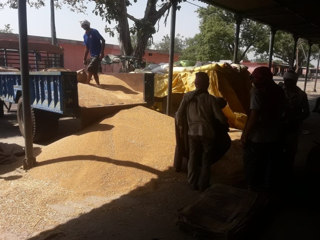 Hathras: 38 thousand quintal wheat procured in the district